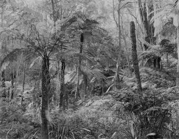 album Ilford Special Rapid Box 6